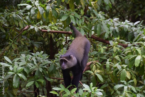 Blue Monkey Standing On A Branch