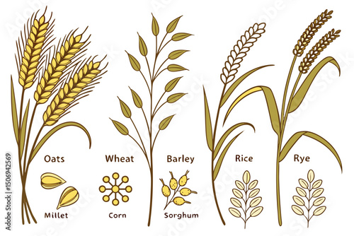 Vector illustration showcasing a variety of cereal grains including wheat oats barley rice and rye