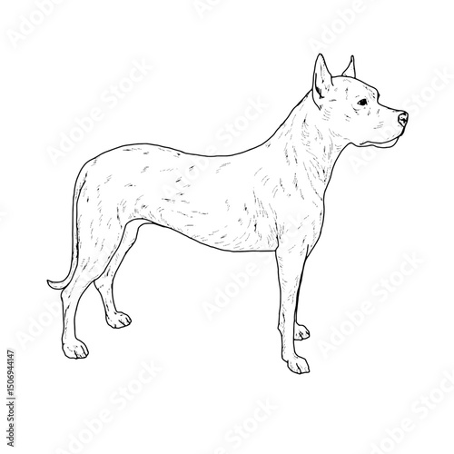 Large dog, great Dane, black and white ink sketch. Vector illustration. The drawing of a dog, an American pit Bull terrier, is isolated on a white background. The sketch is made in a simple style