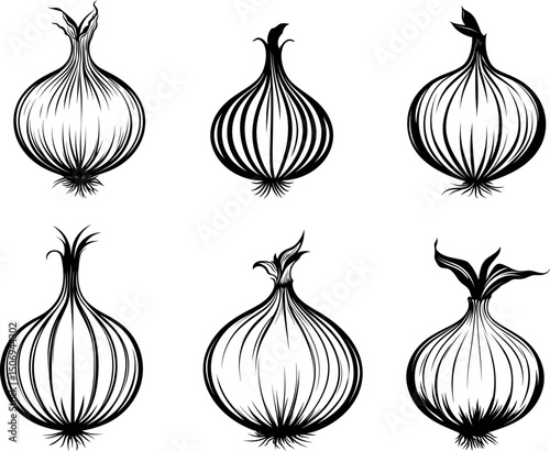 Onion bulbs isolated on white background in black and white style