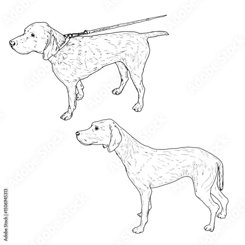Large hunting dog, Kurtzhaar on a leash, black and white ink sketch. Vector illustration. A set of smooth-haired guard dog, isolated on a white background. The drawing is made in a simple style