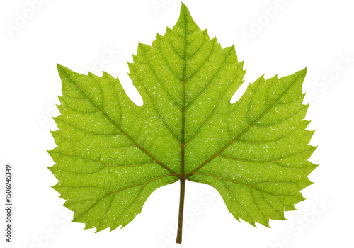 Vibrant Green Leaf Detailed Close-Up with Visible Veins