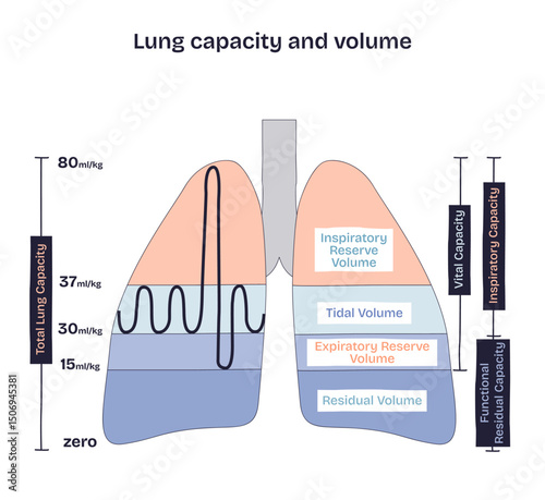 Lung capacity and volume shows labeled lungs with tidal, inspiratory, and expiratory reserve volumes. Doodle style diagram