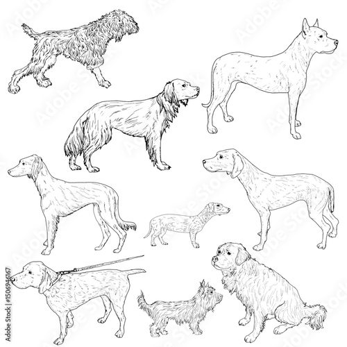 Dogs of different breeds, set, black and white ink sketch. Vector illustration. Hunting, guard and hound dogs, isolated on a white background. The drawing is made in a simple style