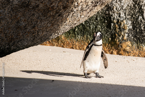 African penguin walking on the beach under a rock in South Africa