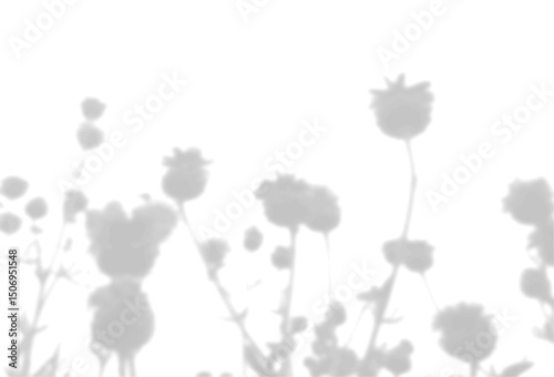 The shadow of the poppy pods on the white wall. A black and white image to overlay on a photo or mockup