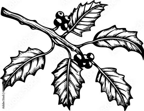 Botanical of a holly branch nature scene graphic art detailed view plant life vintage style for educational use