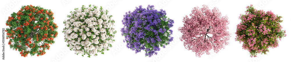 Obraz premium PNG Colorful floral top view, element set on transparent background
