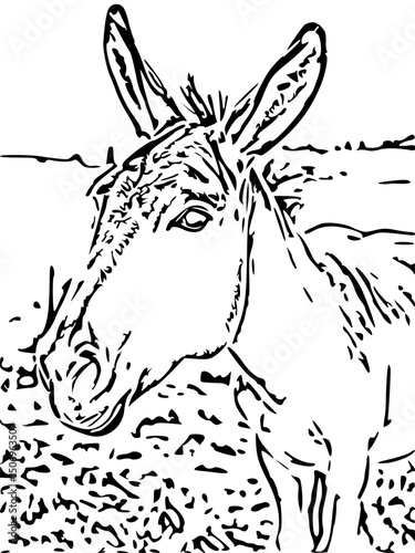 donkey in a black and white