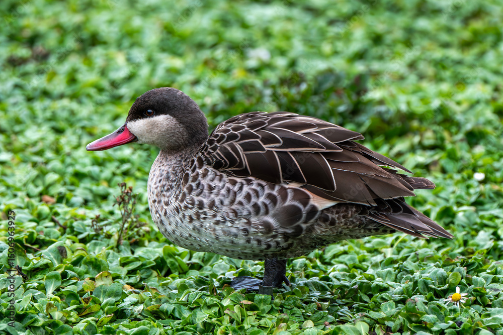 Fototapeta premium Red-Billed Teal (Anas erythrorhyncha) is a dabbling duck found in Eastern Africa and also known as the Red-Billed Duck, African wildlife stock photo image