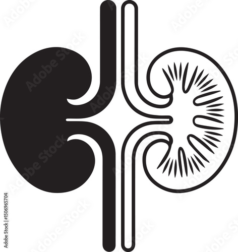 Human kidney anatomy illustration black and white