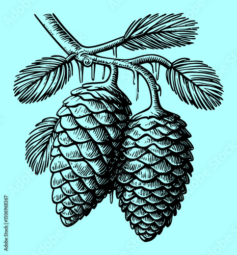 Detailed Engraving of Pine Cones with Branch and Needles