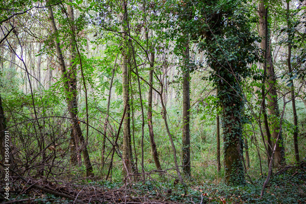 Fototapeta premium Dense forest path winding through vibrant green trees and undergrowth.