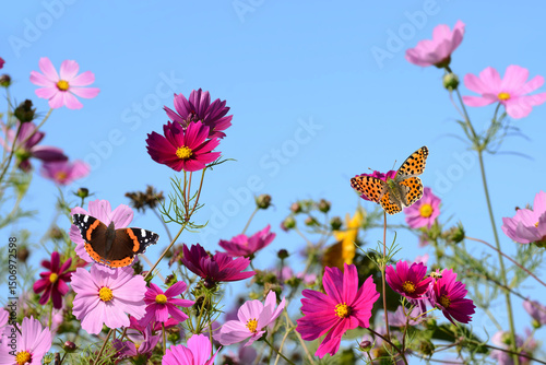 Schmetterling 1353