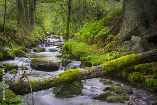 Waldbach in Naturlandschaft, Bayerischer Wald, Bayern, Deutschland
