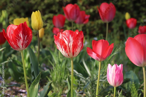 日本の春の公園に咲くカラフルなチューリップの花