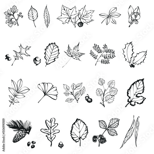 Collection of hand drawn botanical illustrations of various leaves and berries