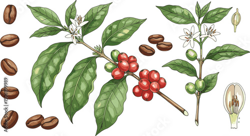 Set of coffee plants with green leaves and red coffee fruits. Ripe berries with white flowers and roasted coffee.