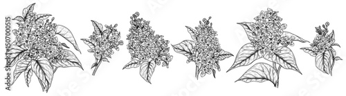 Vector set of 6 inflorescences of blooming lilac. Spring collection of flowers. Delicate decor of flowering branches in engraving style. For invitations, cards, banners, packaging