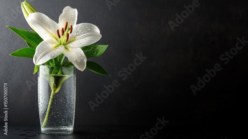 A pristine white lily gracefully perched in a clear glass vase filled with water, droplets adding a touch of elegance and freshness to the stunning floral arrangement.