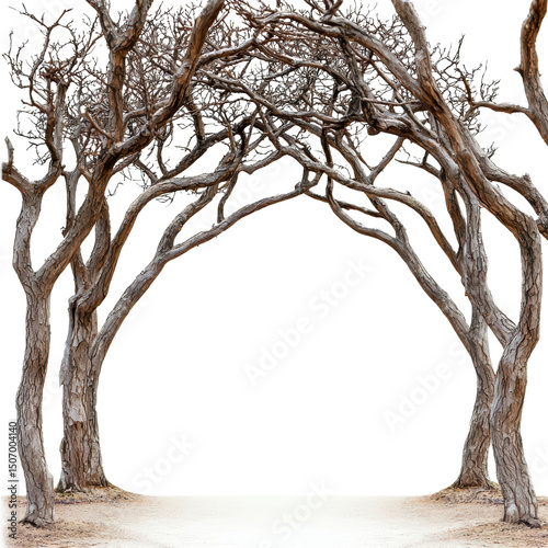 Captivating scene featuring grove of twisted trees with intricate branches forming natural archway. trees exhibit unique, gnarled appearance, creating mystical atmosphere