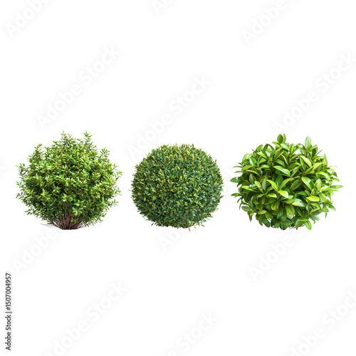 Three spherical green bushes with lush foliage, showcasing different shades of green and textures, perfect for landscaping or garden design