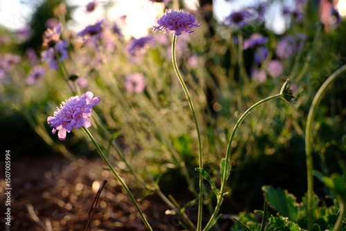 Scabiosa flowers blooming in sunlit garden