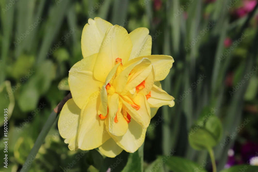 Obraz premium 日本の春の庭に咲く黄色い八重咲き水仙の花