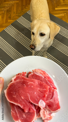 A golden retriever eyes fresh steak with hungry anticipation, evoking the vibrant zeal of National Pet Day feast
