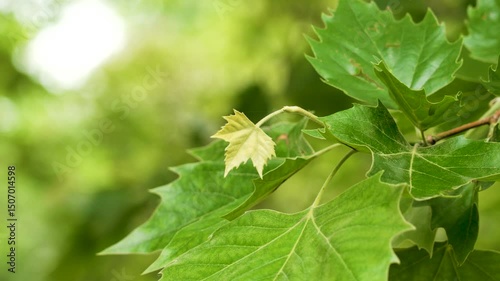 Small developing maple leaf on tree branch against background of green lush foliage