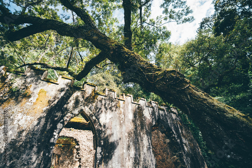Wallpaper Mural Wide-angle view of an ancient moss-covered ruin partially hidden beneath a massive tree in the lush, forested landscape of Sintra, Portugal, evoking mystery and historical decay Torontodigital.ca