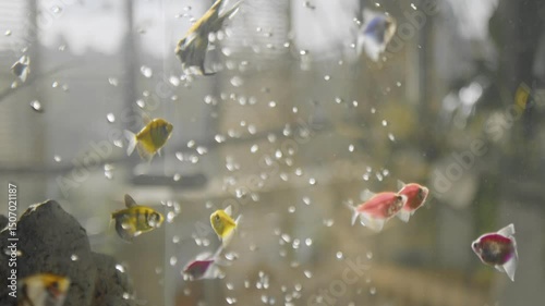 4K. Colorful aquarium with bubbles, fish swimming around