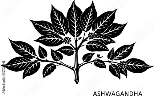 Ashwagandha, Withania somnifera. Ayurvedic healing plant. 