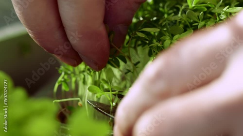 4K. Fresh micro-green shoots close-up