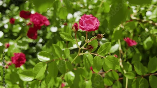 4K. A bush with a red rose in the park in the rays of the setting sun.