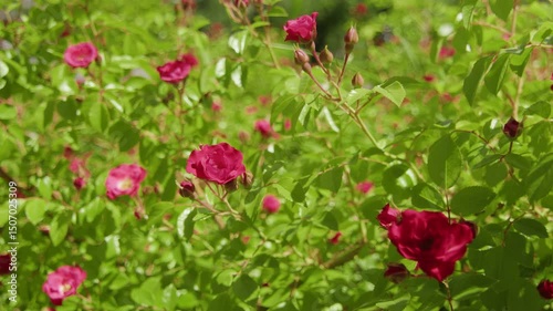 4K. A bush with a red rose in the park in the rays of the setting sun.