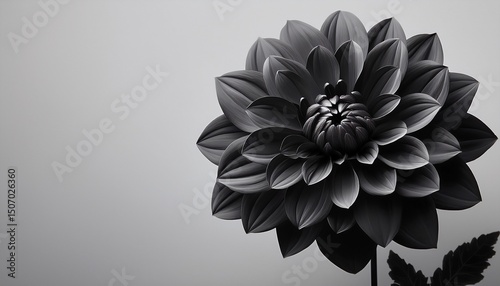 monochrome bloom elegant black dahlia on pale gray backdrop floralart darkbloom