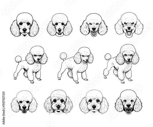 Vector Poodle dog sketches 