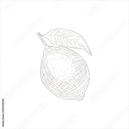 A lemon is drawn in black and white. The drawing is simple and minimalistic, with the focus on the lemon itself. The lemon is positioned on a white background, which emphasizes its bright yellow color