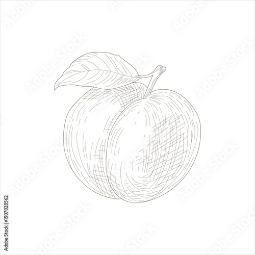 A peach is drawn in black and white. The drawing is simple and minimalistic, with the focus on the fruit itself. The peach is shown in its natural state, with the stem and leaf still attached