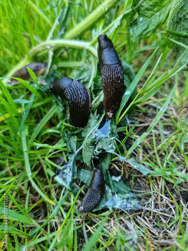 Foto A close-up of brown and black slugs actively feeding on moist green plants and leaves, showing their slimy trails in a natural environment