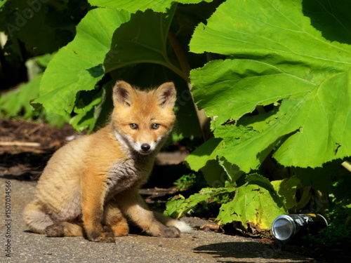 Wild red fox cubs in eastern Hokkaido