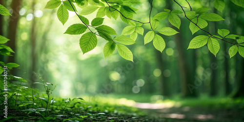 Green bokeh background from nature forest 
background