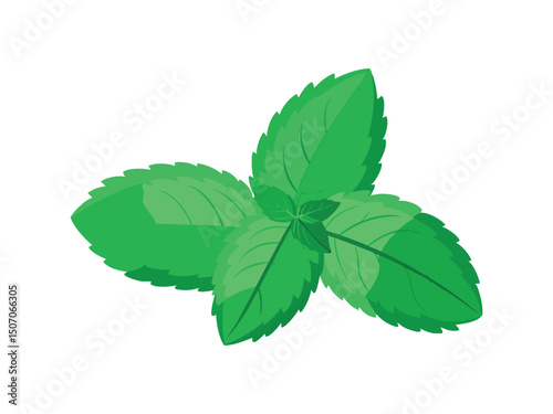 Fresh green mint leaves sprig isolated on white background
