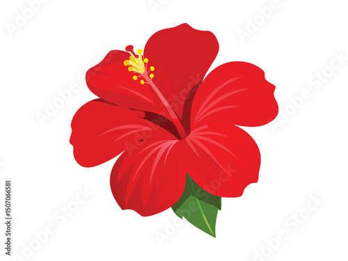 Red hibiscus flower illustration isolated on white background
