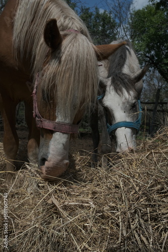 two horses in the farm