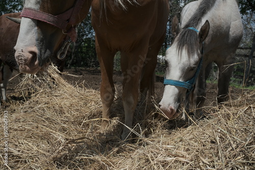 two horses eating hay
