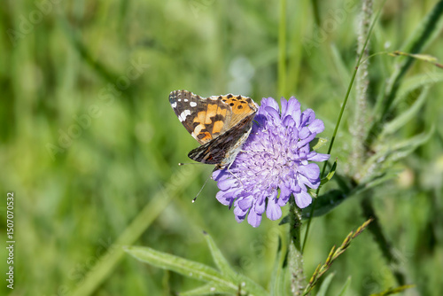 Painted Lady (Vanessa Cardui) Butterfly sitting on a small scabious in Zurich, Switzerland