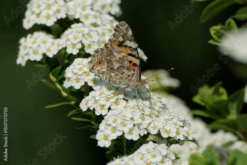 Painted Lady (Vanessa cardui) butterfly sitting on a white flower in Zurich, Switzerland