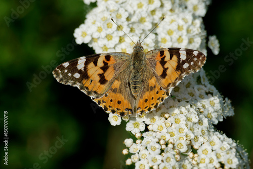 Painted Lady (Vanessa cardui) butterfly sitting on a white flower in Zurich, Switzerland